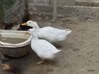 Pekin tedesco — foto 3