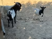 Chèvre, Dutch Landrace goats — photo 1