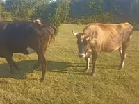 Krowa, Simmental cattle — zdjęcie 5
