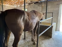 Jument, Kyrgyz Horse — photo 4