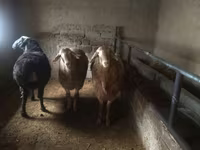 قوچ, Arashan sheep — عکس 7
