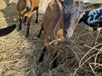 Țap, Alpine goat — foto 5