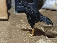 Chickens — снимка 2