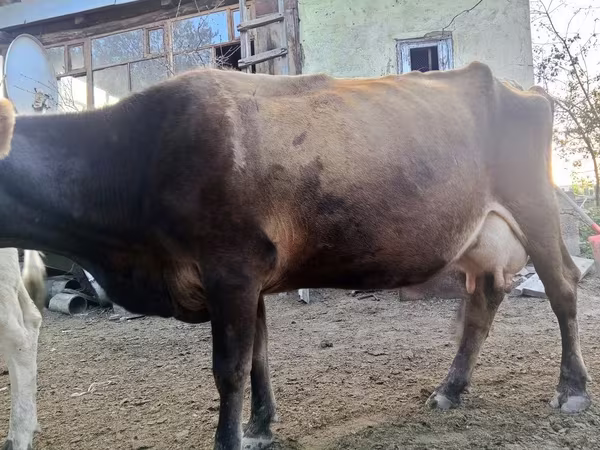 母牛, Alatau breed
