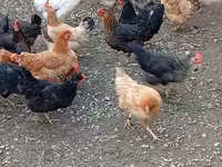 Chickens — الصورة 4