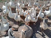 लिंडा — फ़ोटो 1