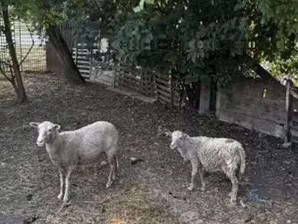 Sheep (batch, sex not specified), Racka sheep — Hungary