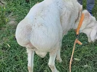 Ovan, Arashan sheep — fotografija 1