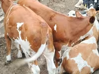 Toro, Raza Holstein — foto 3