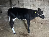 Bydło (partia, płeć nieokreślona), Russian Black pied cattle — zdjęcie 2