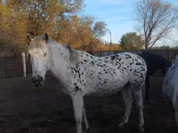 Iapă, Appaloosa — foto 1