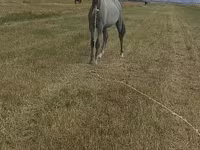 Άλογο, Thoroughbred horse — φωτογραφία 1