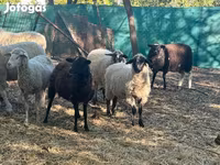 میش, گوسفند — عکس 4