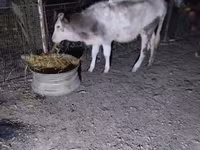Lembu betina, Cattle — foto 6