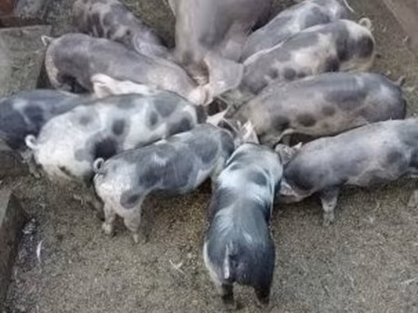 Babi hutan, Пьетрен