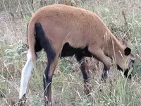 بھیڑ, Cameroon sheep — تصویر 5