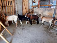 عنزة, الماعز — الصورة 2