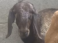 Widder, Arashan sheep — Foto 8