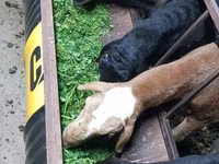 Domba jantan, Hissar sheep — foto 3