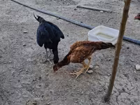 Chickens — zdjęcie 4