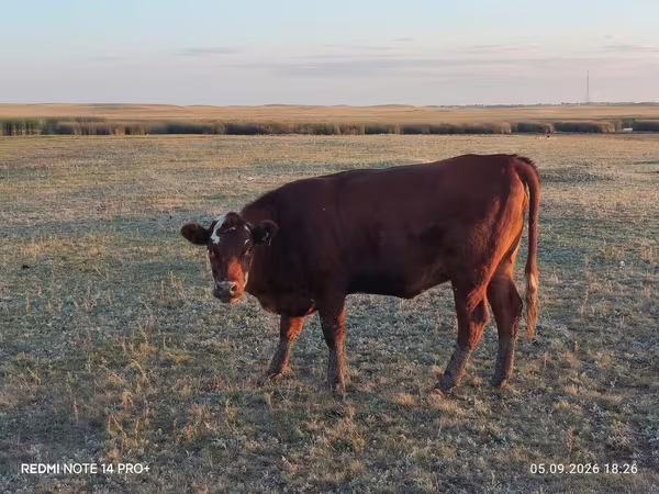 Lo’ (xirmo, jins lama sheegin), Cattle
