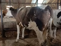 Krava, Simmental cattle — foto 2