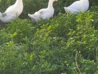 Chickens — foto 6