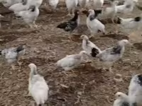Chickens — photo 3