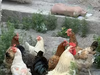 Chickens — تصویر 1