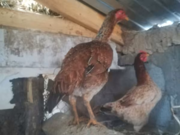 Chickens