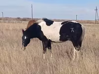 Horse (M), Horses — photo 1