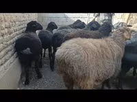 Pecora, Hissar sheep — foto 3
