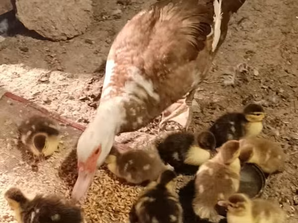 Domestic Muscovy