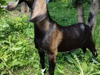 แพะตัวเมีย, Nubian Goat — รูปภาพ 5