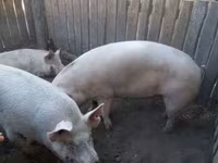 Scrofa, Крупная белая — foto 1
