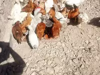 Chickens — ფოტო 6