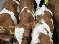 소(암수 미지정, 묶음), Russian Black pied cattle — 사진 5