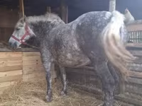 Cavalla, Hungarian horse breed — foto 3