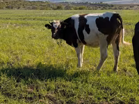 گاو ماده, Simmental cattle — عکس 3