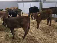 Kuh, Simmental cattle — Foto 2