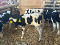 Byk, Russian Black pied cattle — zdjęcie 3