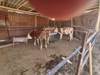 گاو نر, Simmental cattle — عکس 6