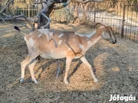 ፍየል, Nubian Goat — ፎቶ 4