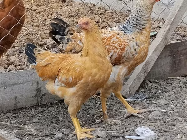 Chickens