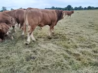 Stier, Limousin koe — foto 5