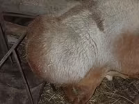 Beran, Arashan sheep — foto 3