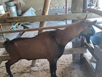 Ямааны ухна, Alpine goat — 2 зураг