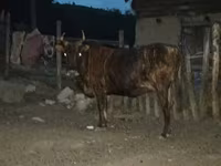 گاو نر, گاو — عکس 1