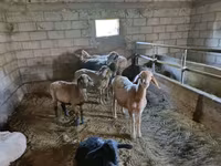 Owca, Owce — zdjęcie 2