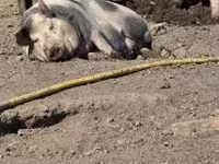 Säue, Schweine — Foto 1